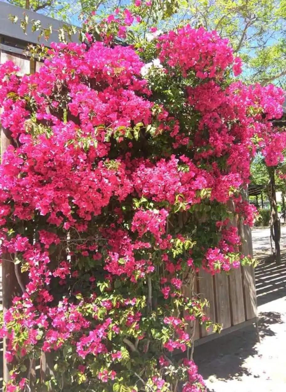 Apartamento De 3 Dormitorios カンブリルス エクステリア 写真